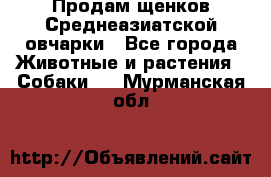 Продам щенков Среднеазиатской овчарки - Все города Животные и растения » Собаки   . Мурманская обл.